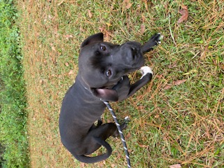 Milky Way, Adopted, Young Female Cane Corso & Labrador Retriever.