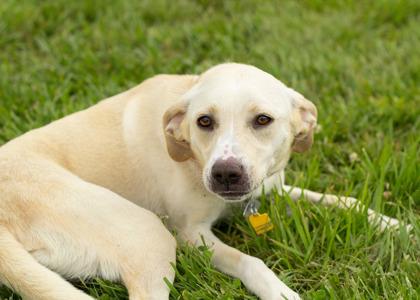 Nova, a ADOPTABLE Mixed Breed in Hamilton, OH image 2/3