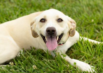 Nova, a ADOPTABLE Mixed Breed in Hamilton, OH image 3/3