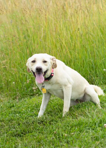 Nova, a ADOPTABLE Mixed Breed in Hamilton, OH image 1/3