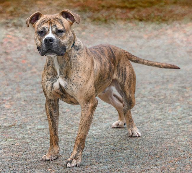 Enlarge 197 Huey, a Adoptable mixed breed in New Haven, CT image 3/3
