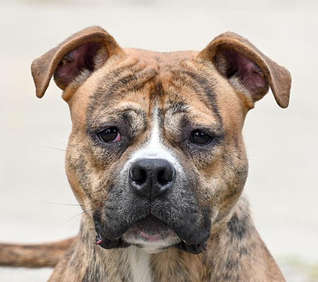 197 Huey, Adoptable, Young Male Boxer.