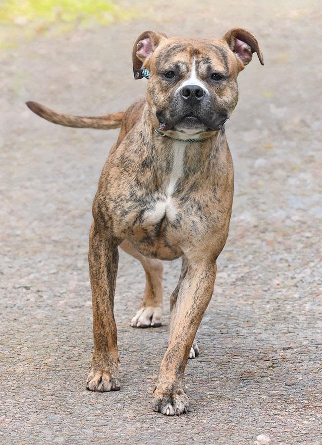 Enlarge 197 Huey, a Adoptable mixed breed in New Haven, CT image 2/3