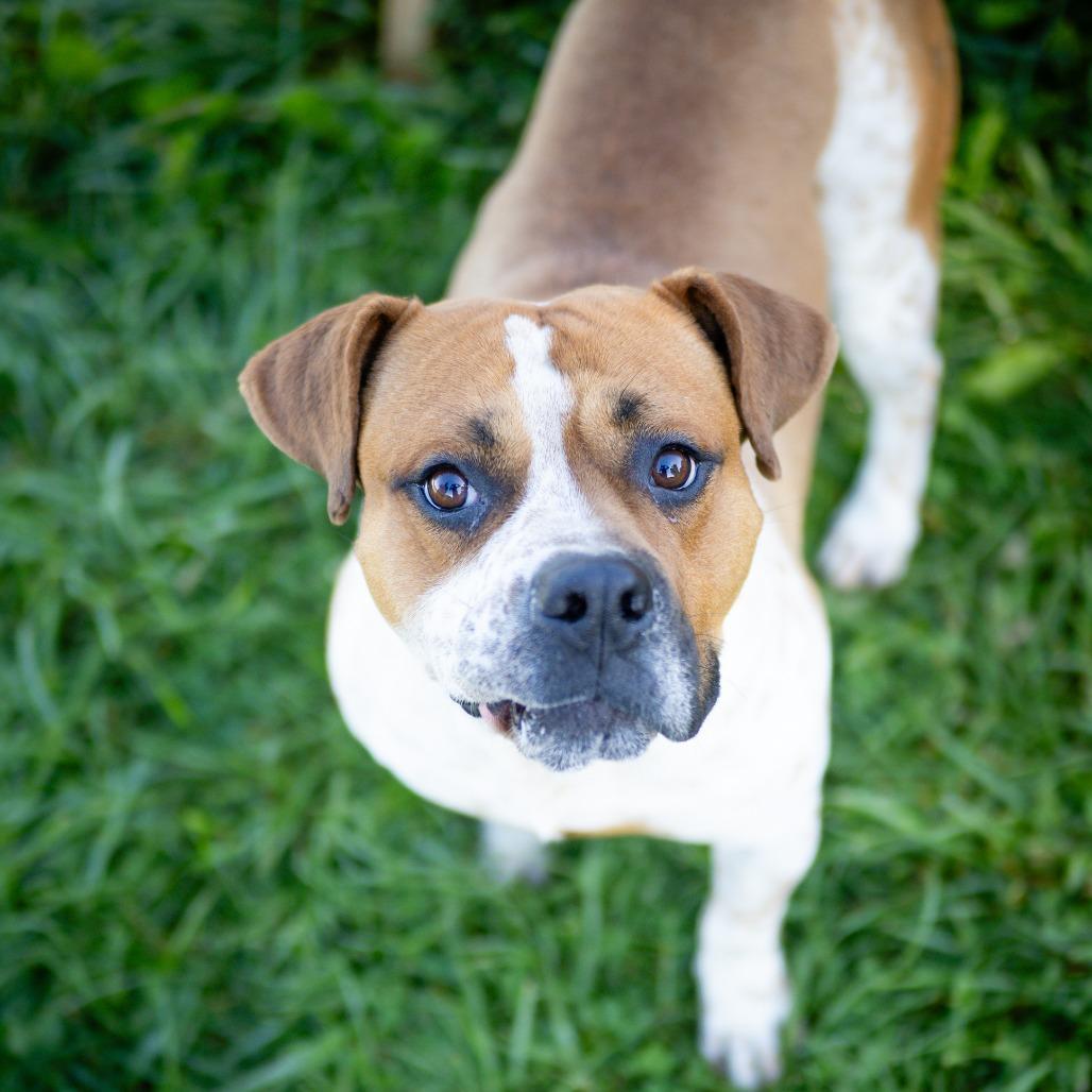 Chance, Adoptable, Adult Male Boxer & Mixed Breed.