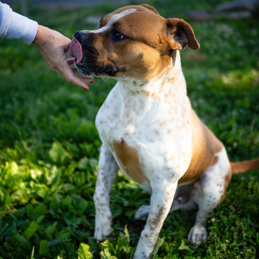 Chance, a Adoptable mixed breed in Jefferson city, TN image 2/6