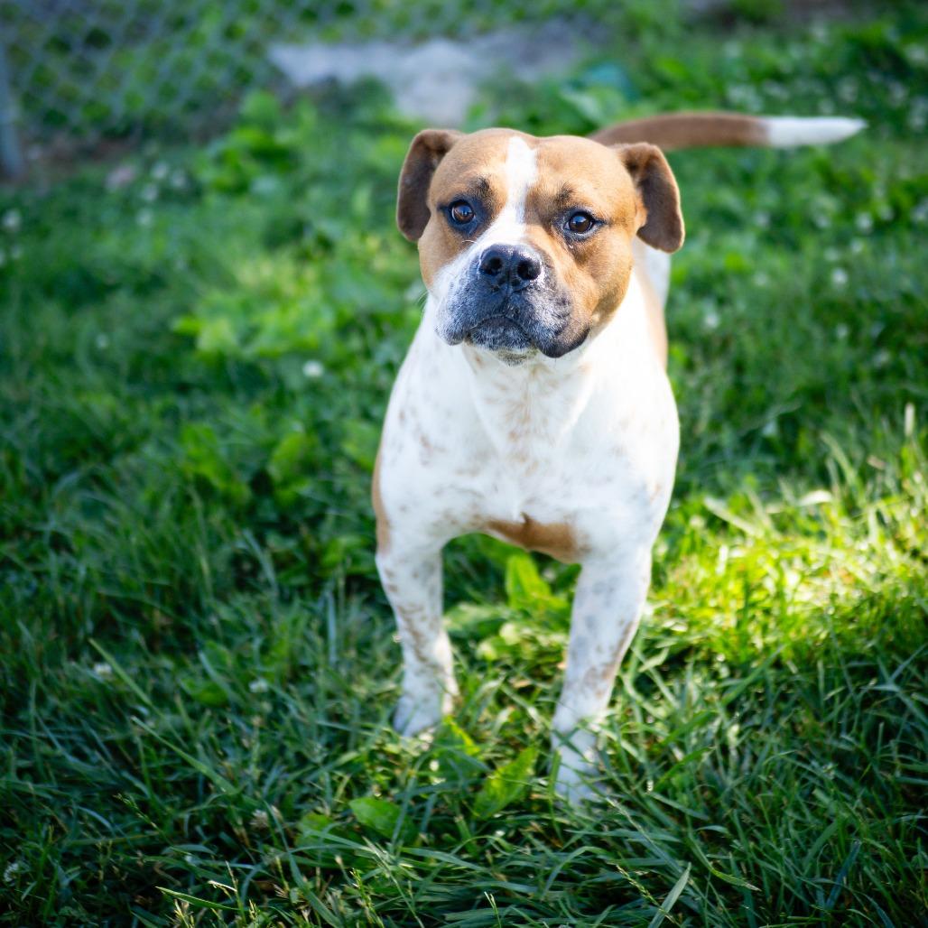 Chance, a Adoptable mixed breed in Jefferson city, TN image 3/6
