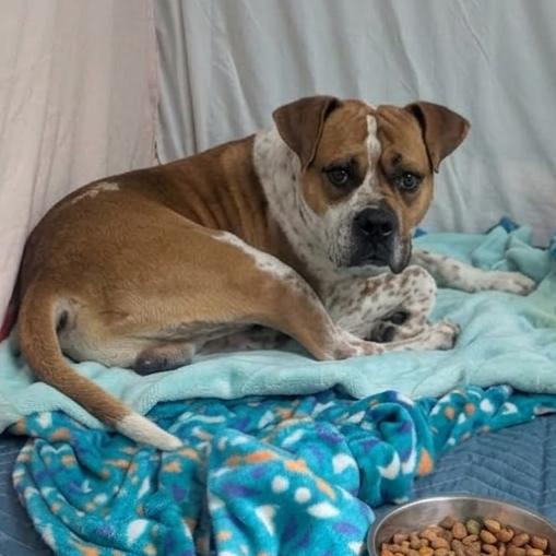 Chance, a Adoptable mixed breed in Jefferson city, TN image 4/6