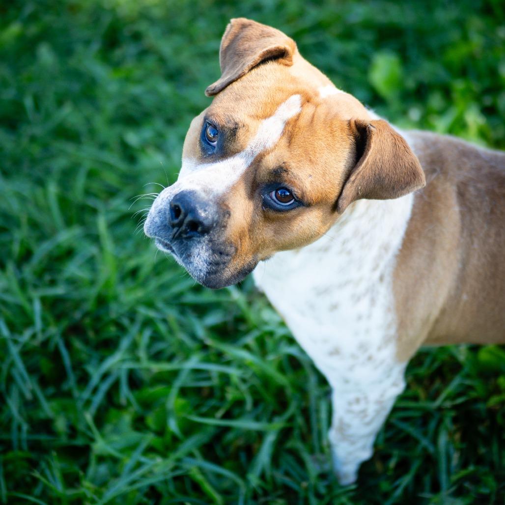 Chance, a Adoptable mixed breed in Jefferson city, TN image 5/6