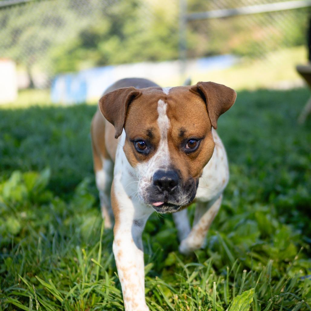 Chance, a Adoptable mixed breed in Jefferson city, TN image 6/6
