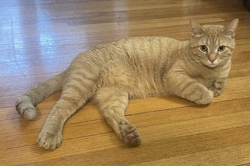 Tiger and Taffy (Bonded pair, reduced adoption fee), an adopted Domestic Short Hair in Melrose, MA image 5/6