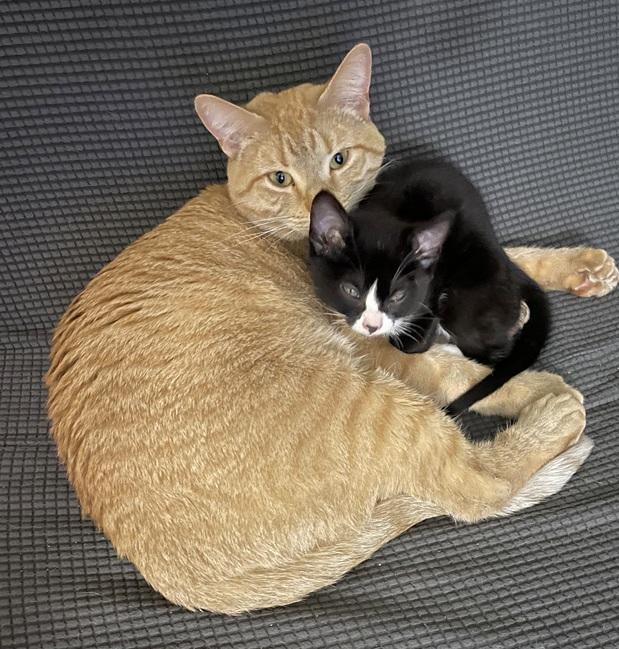 Tiger and Taffy (Bonded pair, reduced adoption fee), an adopted Domestic Short Hair in Melrose, MA image 4/6
