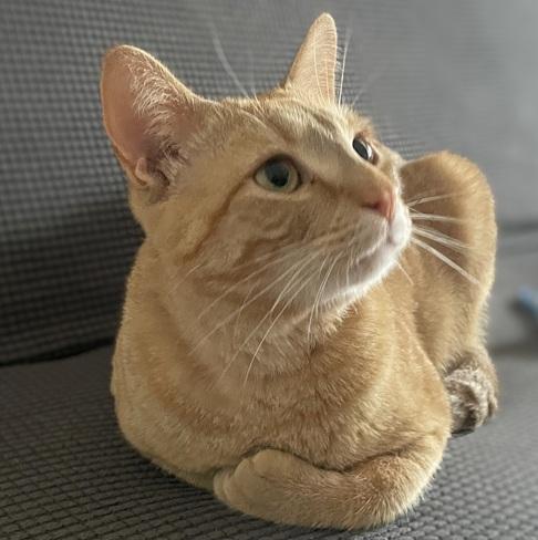 Tiger and Taffy (Bonded pair, reduced adoption fee), an adopted Domestic Short Hair in Melrose, MA image 2/6