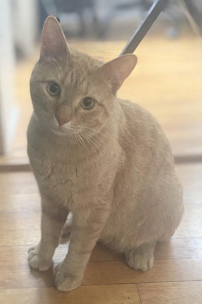 Tiger and Taffy (Bonded pair, reduced adoption fee), an adopted Domestic Short Hair in Melrose, MA image 6/6