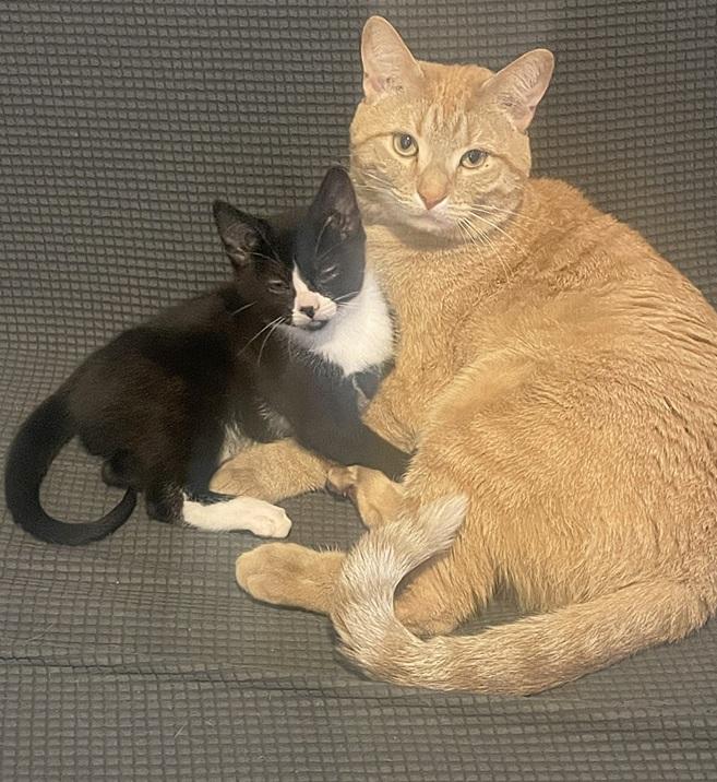 Tiger and Taffy (Bonded pair, reduced adoption fee), adopted, Kitten Male Domestic Short Hair.