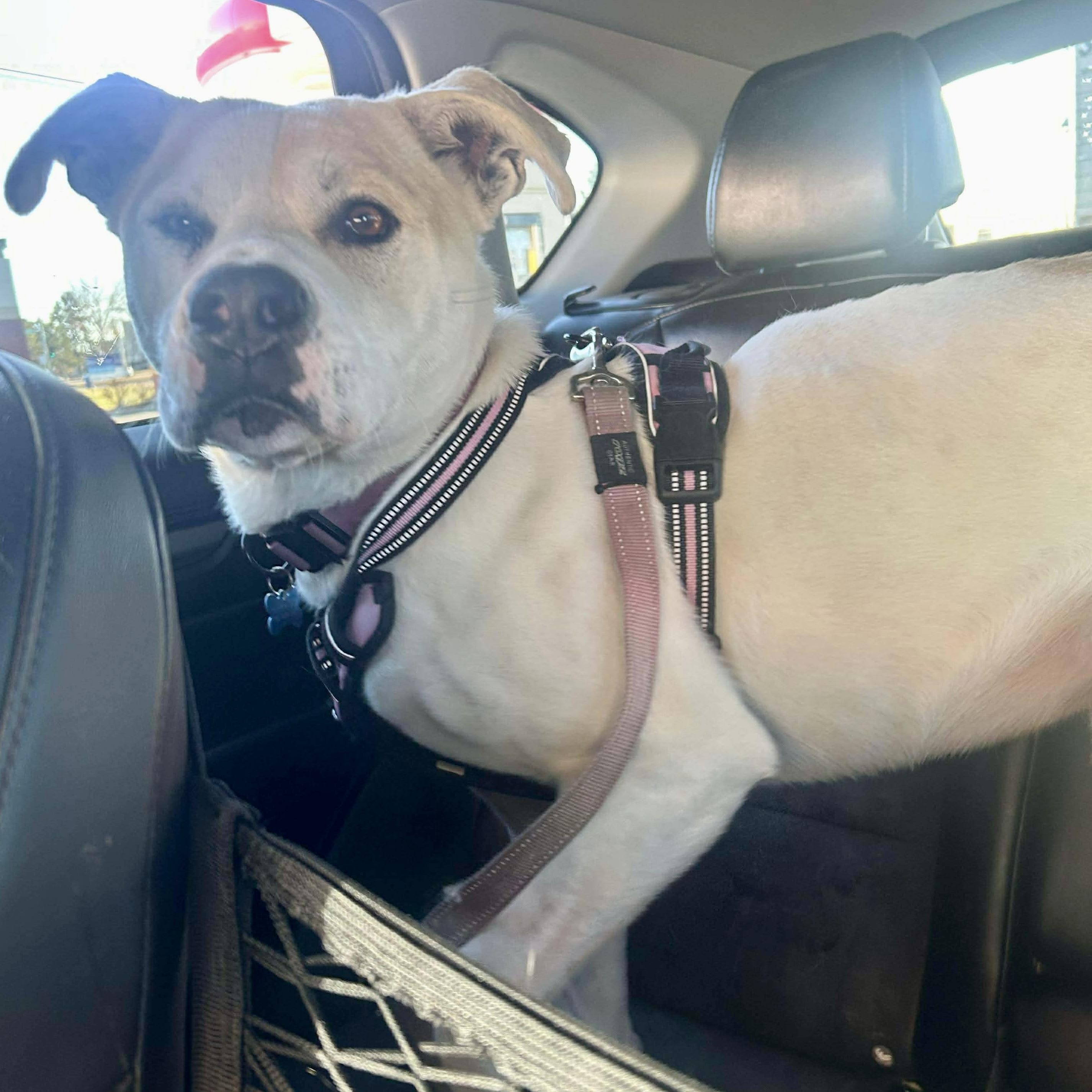 Enlarge Vanilla, a Adoptable mixed breed in Edmonton, AB image 3/6