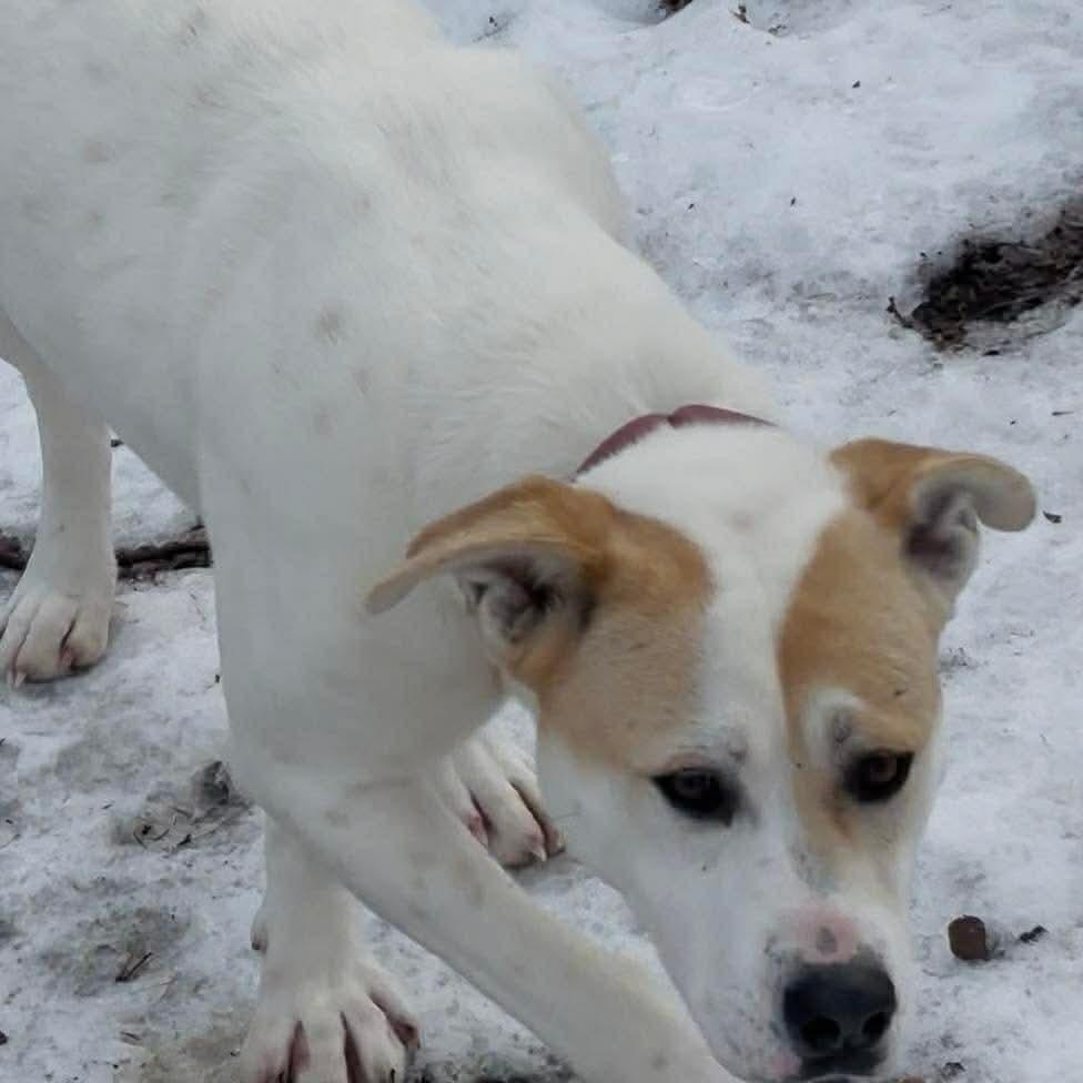 Enlarge Vanilla, a Adoptable mixed breed in Edmonton, AB image 6/6