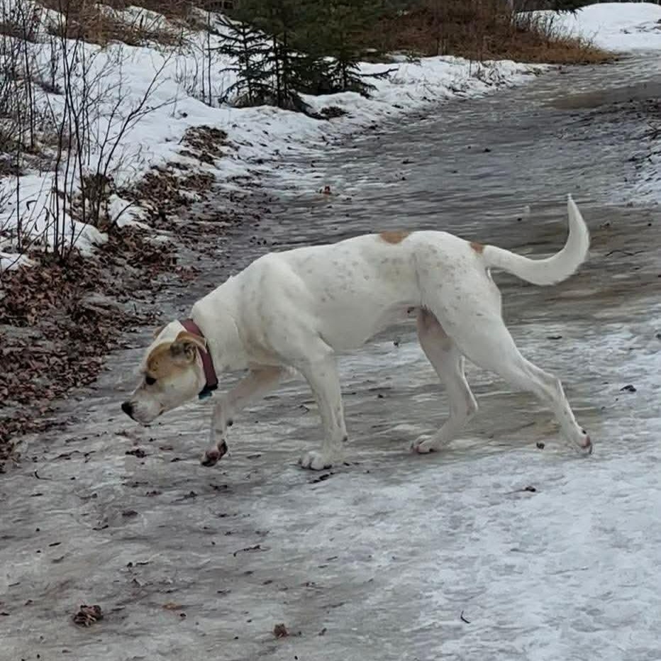 Enlarge Vanilla, a Adoptable mixed breed in Edmonton, AB image 4/6
