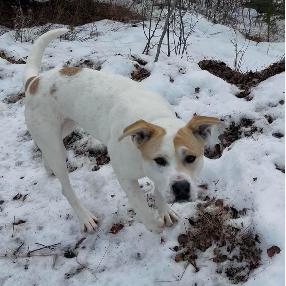 Enlarge Vanilla, a Adoptable mixed breed in Edmonton, AB image 1/6