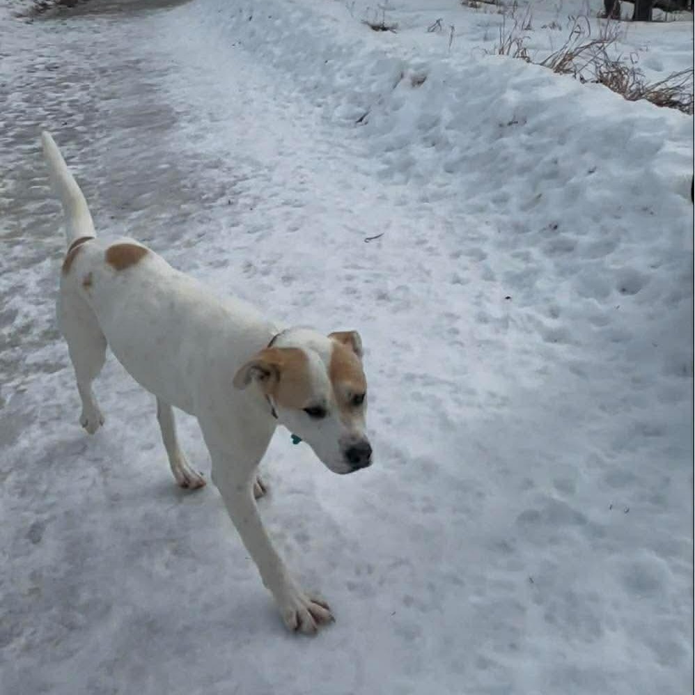 Enlarge Vanilla, a Adoptable mixed breed in Edmonton, AB image 5/6