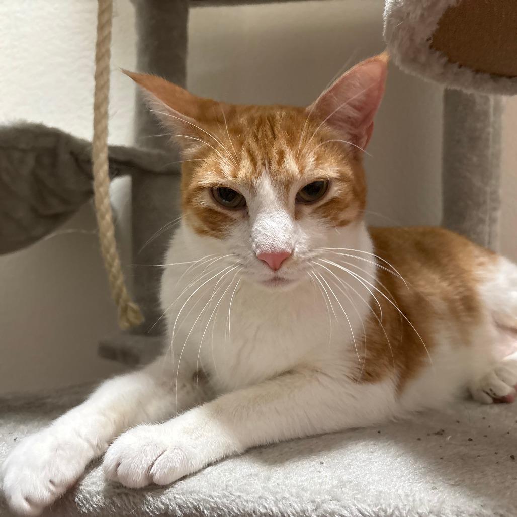 Mac, Adoptable, Adult Male Domestic Short Hair.