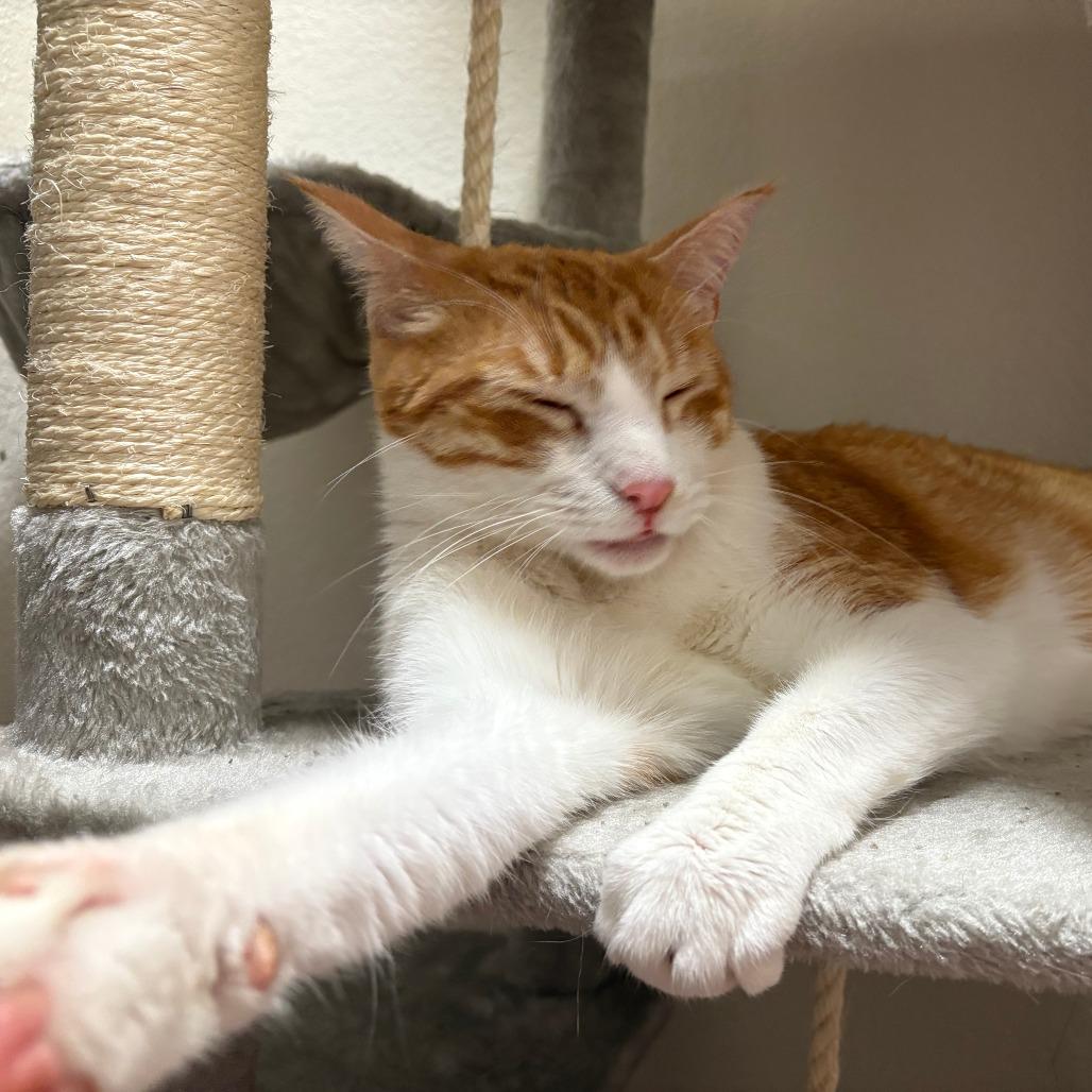 Enlarge Mac, a Adoptable Domestic Short Hair in Tulsa, OK image 2/5