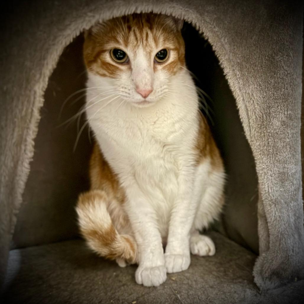 Enlarge Mac, a Adoptable Domestic Short Hair in Tulsa, OK image 3/5