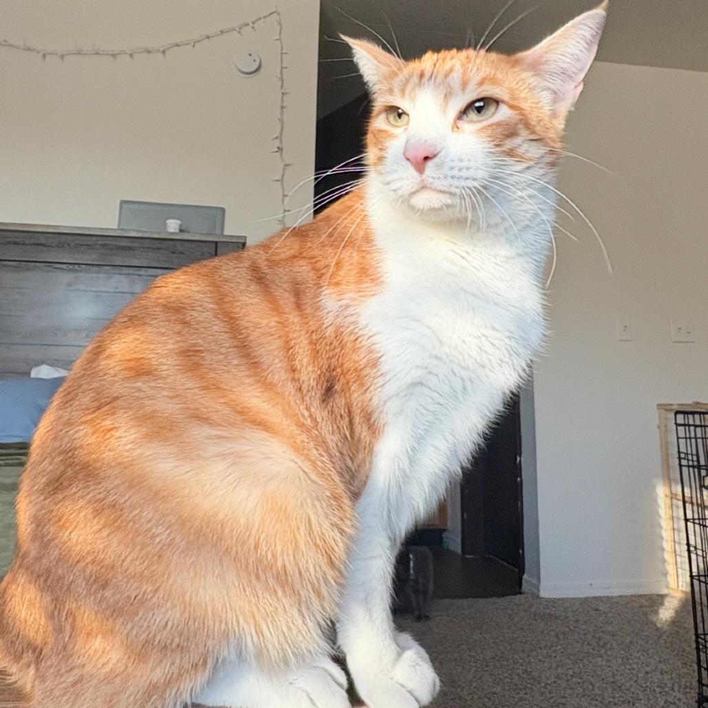 Enlarge Mac, a Adoptable Domestic Short Hair in Tulsa, OK image 4/6