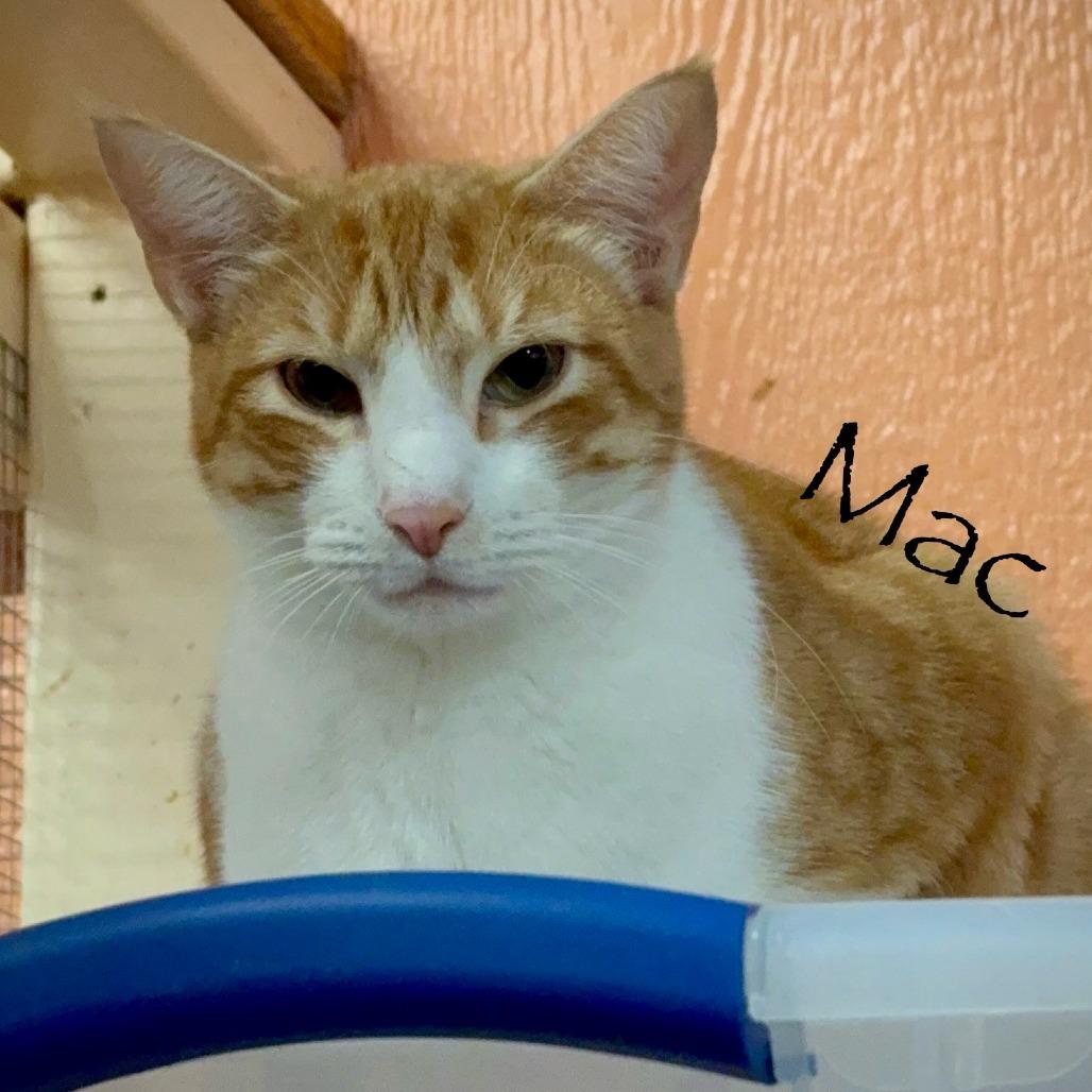 Enlarge Mac, a Adoptable Domestic Short Hair in Tulsa, OK image 4/5