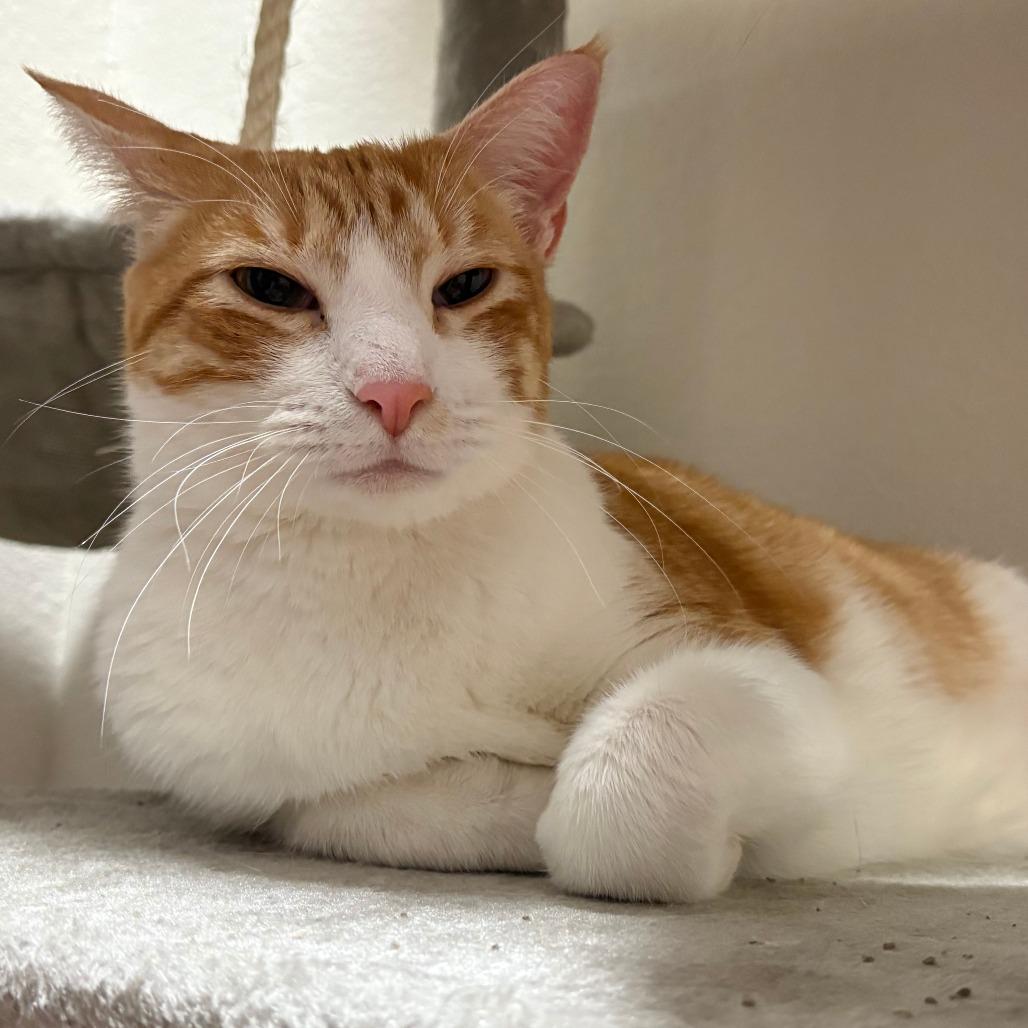 Enlarge Mac, a Adoptable Domestic Short Hair in Tulsa, OK image 5/5