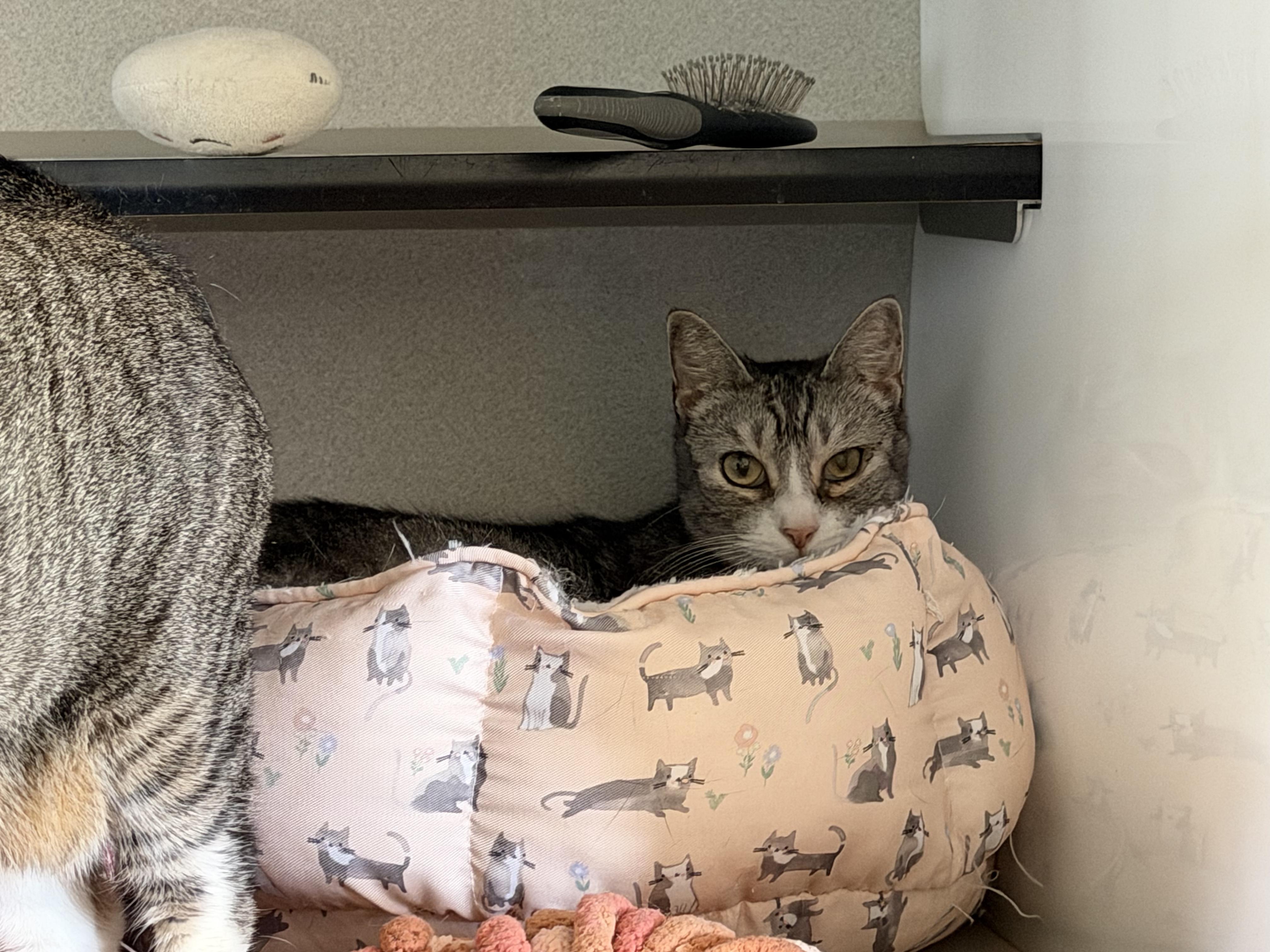 Enlarge Gretel Grimm , a Adoptable Domestic Short Hair in Los Angeles, CA image 2/4