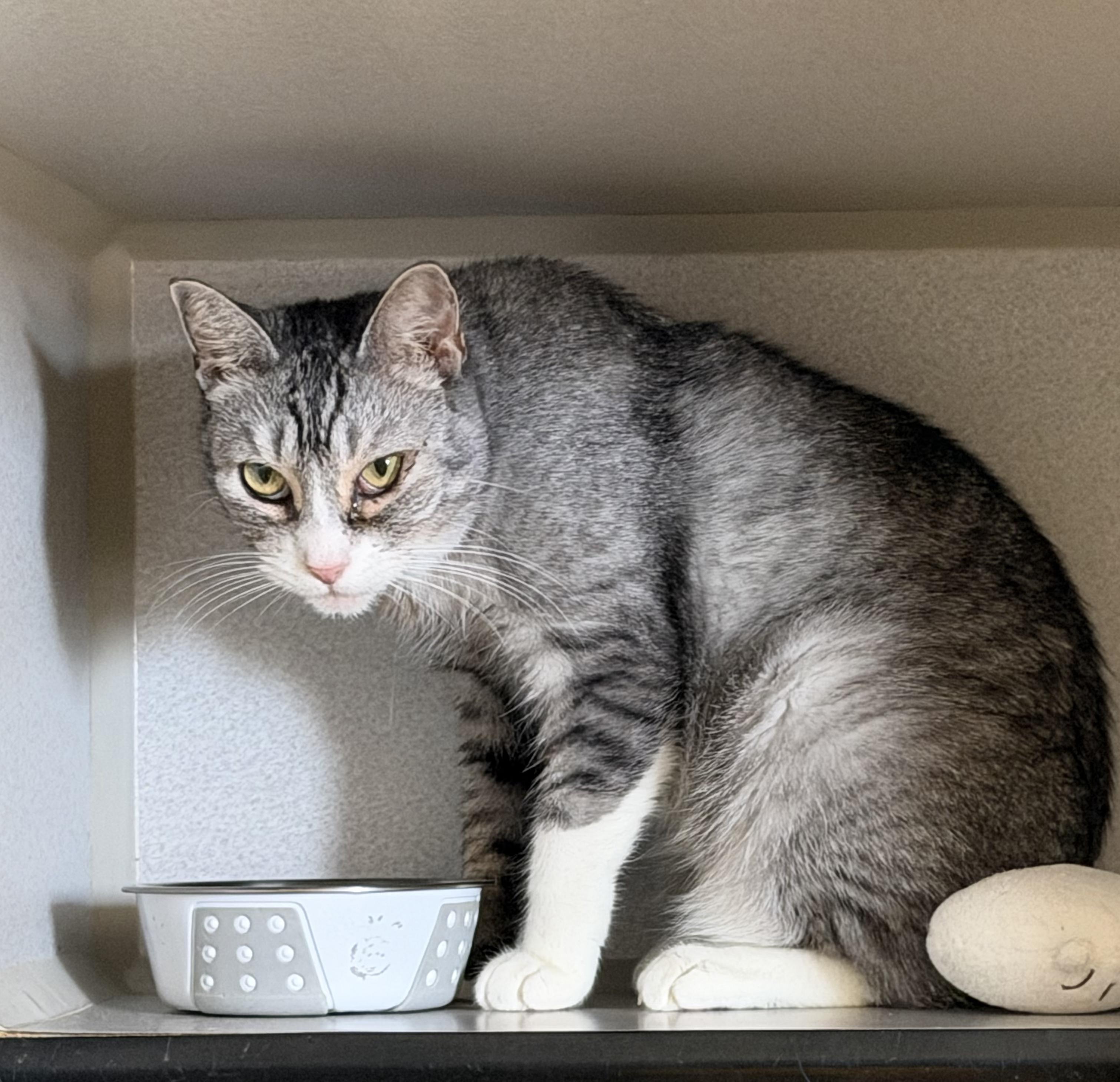 Enlarge Gretel Grimm , a Adoptable Domestic Short Hair in Los Angeles, CA image 1/4