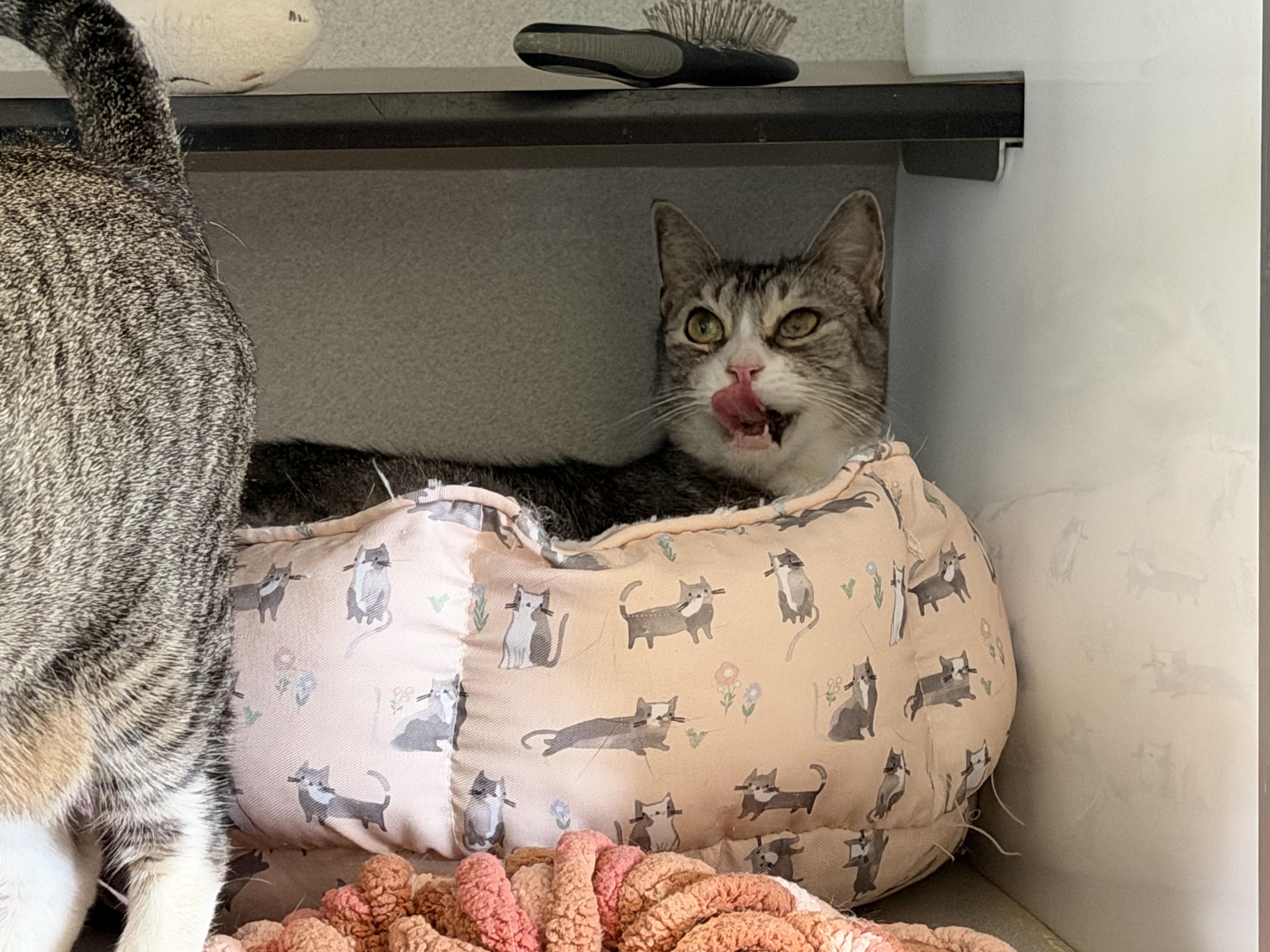 Enlarge Gretel Grimm , a Adoptable Domestic Short Hair in Los Angeles, CA image 3/4