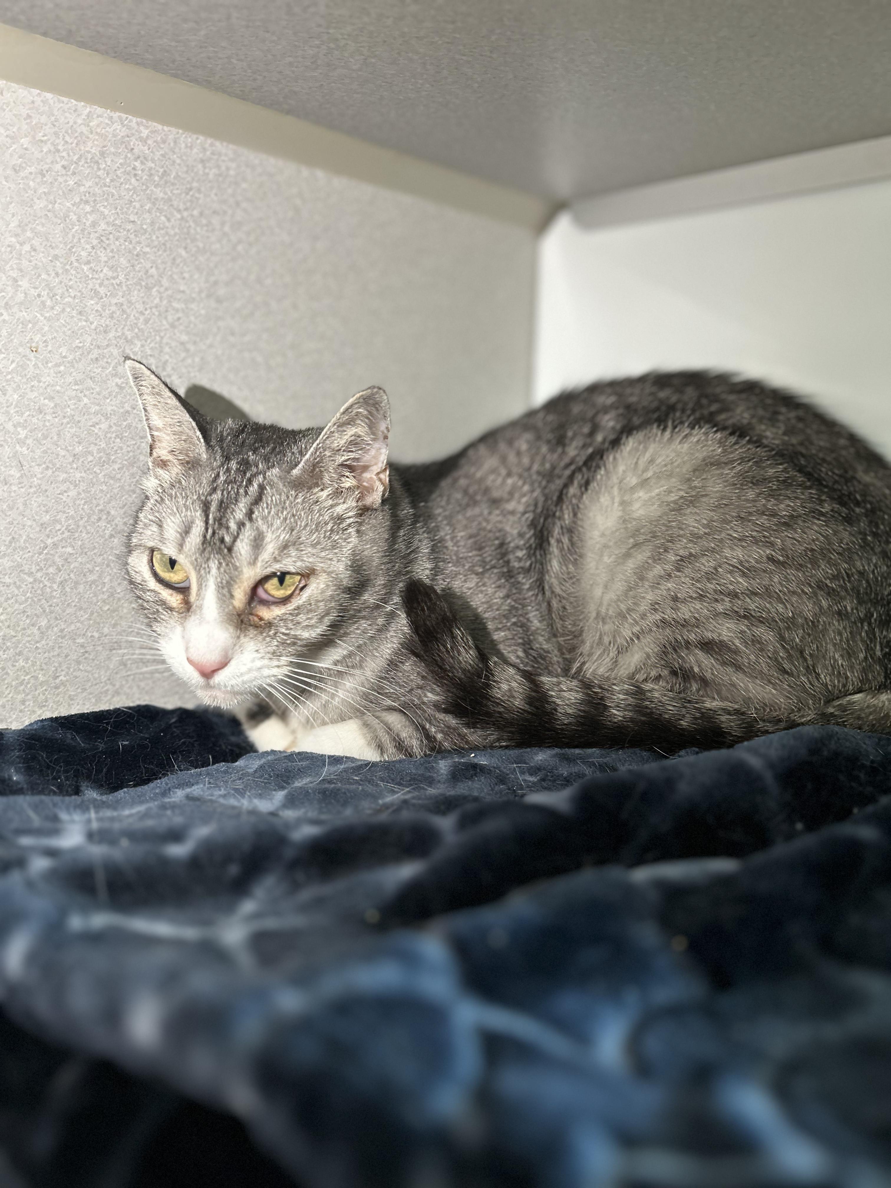 Enlarge Gretel Grimm , a Adoptable Domestic Short Hair in Los Angeles, CA image 4/4