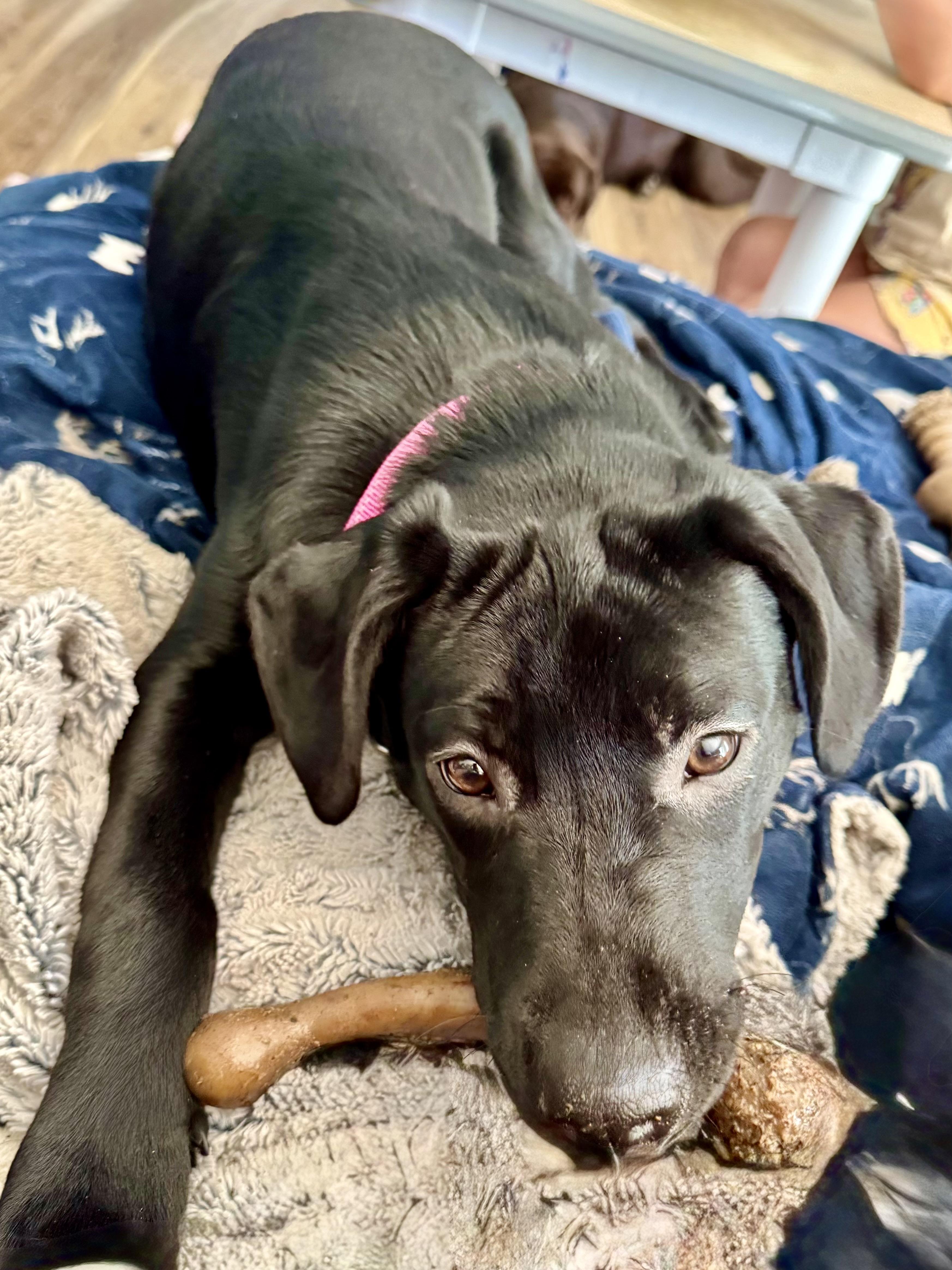 Rae, a ADOPTABLE mixed breed in Hartland, MI image 2/3