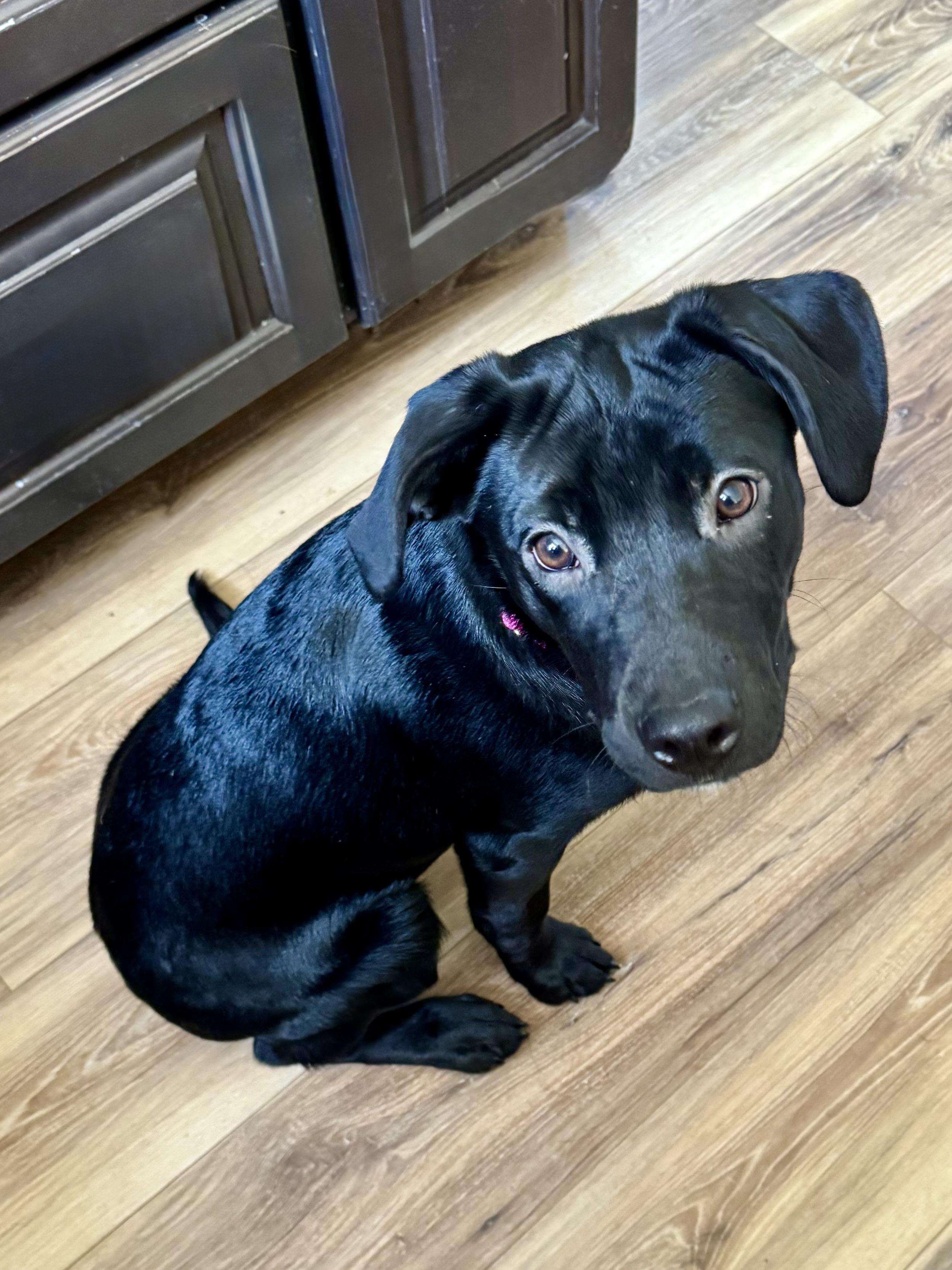 Rae, ADOPTABLE, Young Female Black Labrador Retriever.