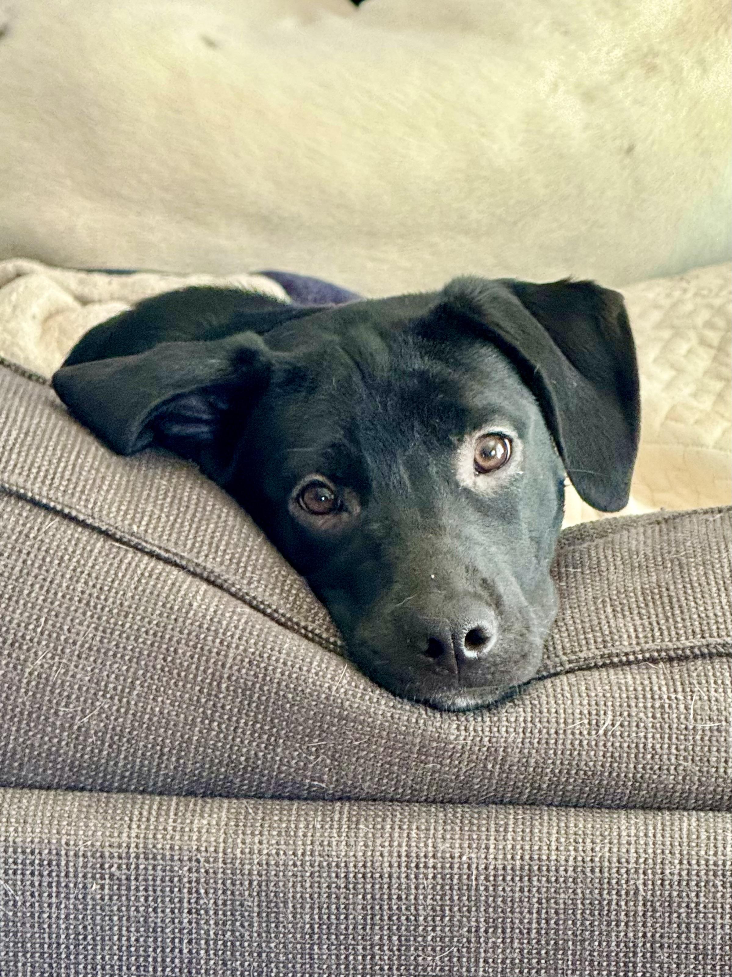 Rae, a ADOPTABLE mixed breed in Hartland, MI image 3/3