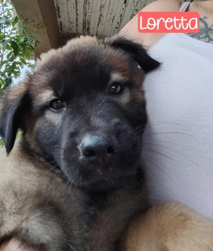 Loretta, Adoptable, Puppy Female Mixed Breed & Mixed Breed.