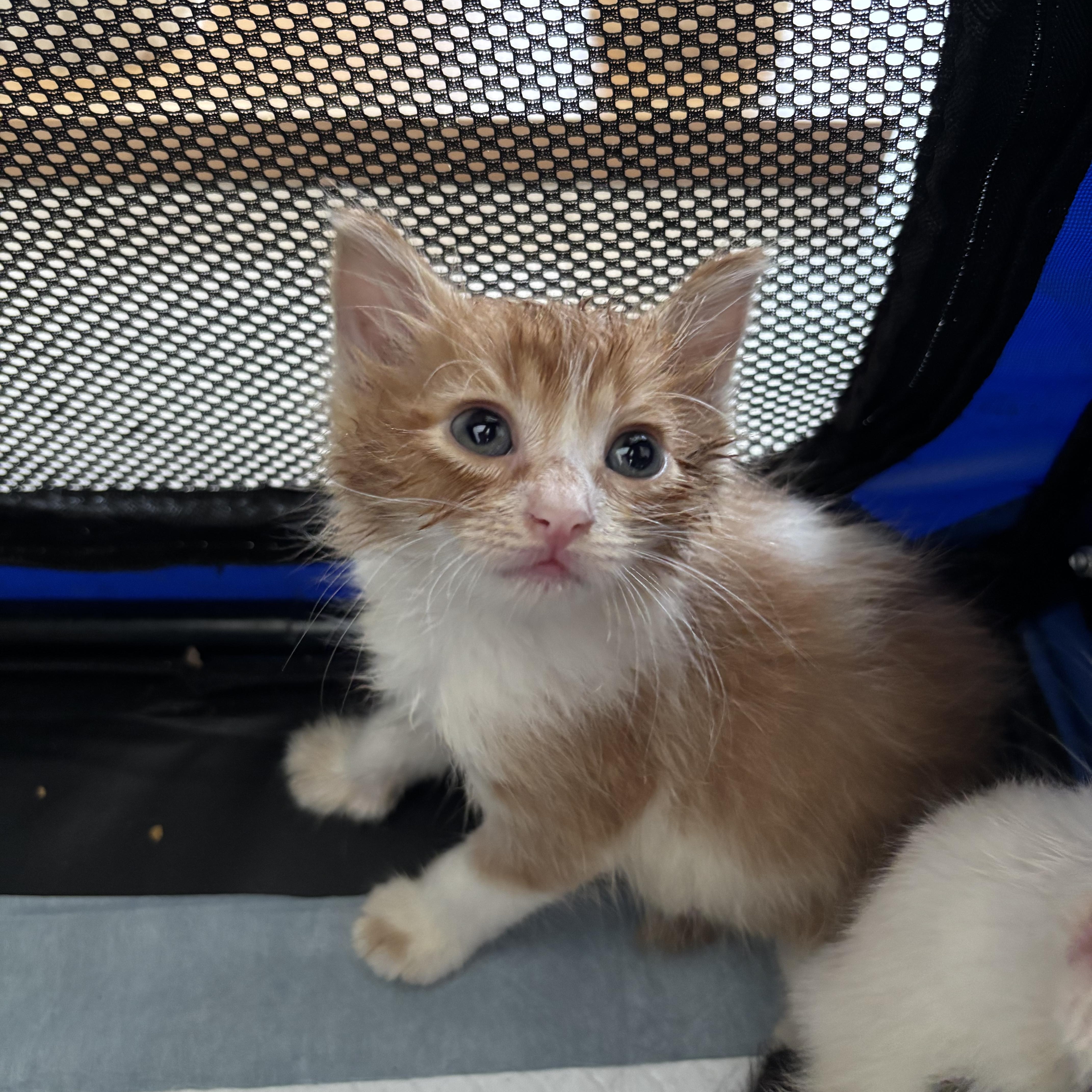 Enlarge Radar, a ADOPTABLE Domestic Short Hair in Honolulu, HI image 3/5