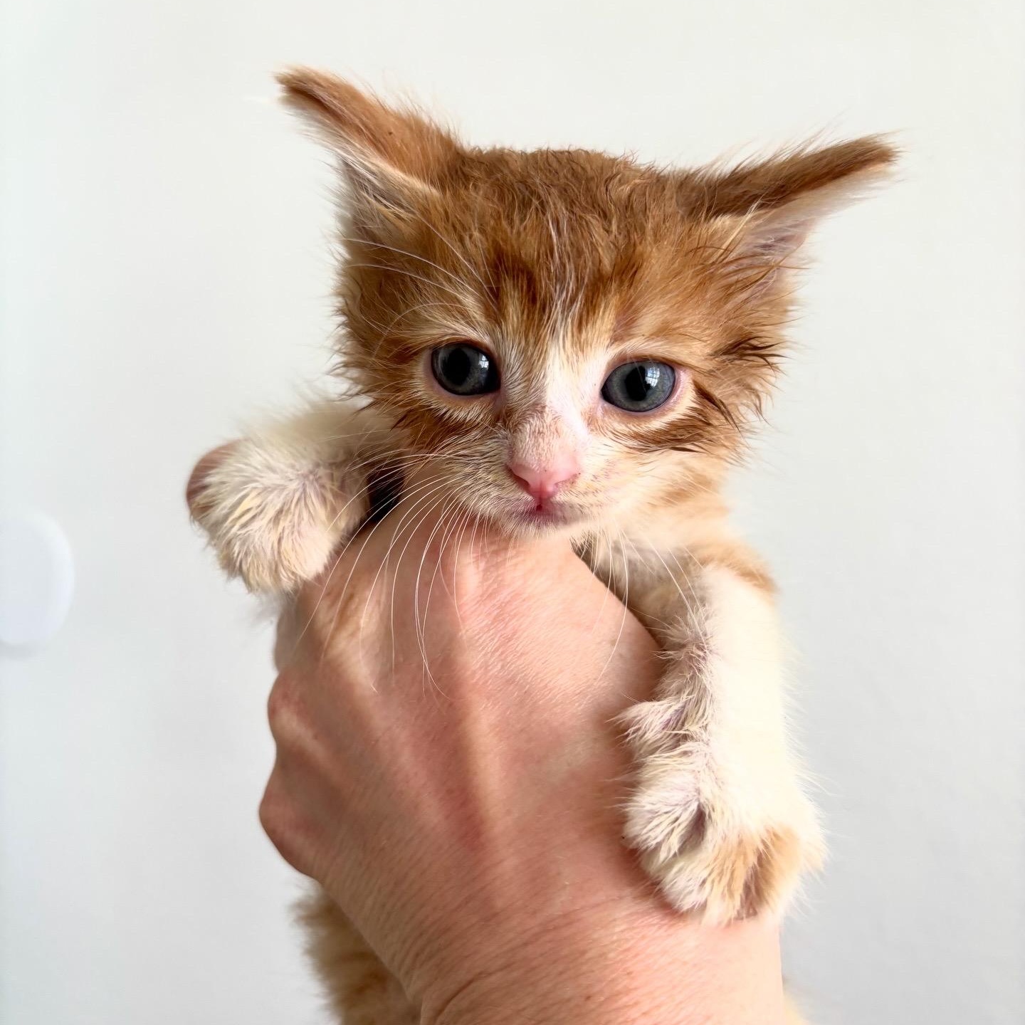 Enlarge Radar, a ADOPTABLE Domestic Short Hair in Honolulu, HI image 1/5