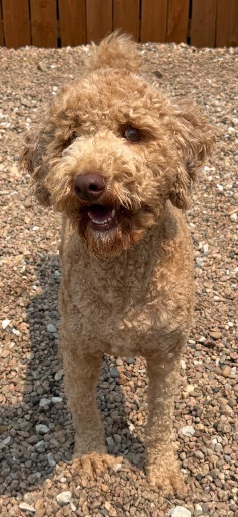 Keller, Adoptable, Adult Male Poodle.