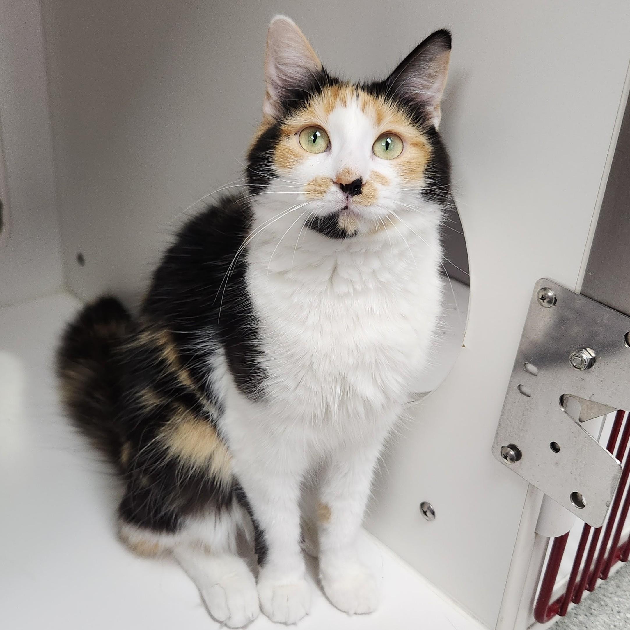 Lita, ADOPTABLE, Young Female Calico.