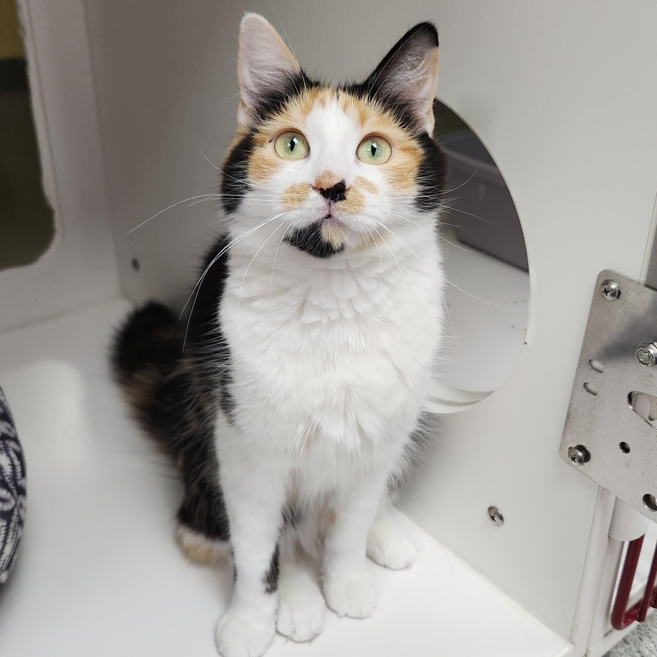 Enlarge Lita, a ADOPTABLE Calico in Marshfield, WI image 2/6