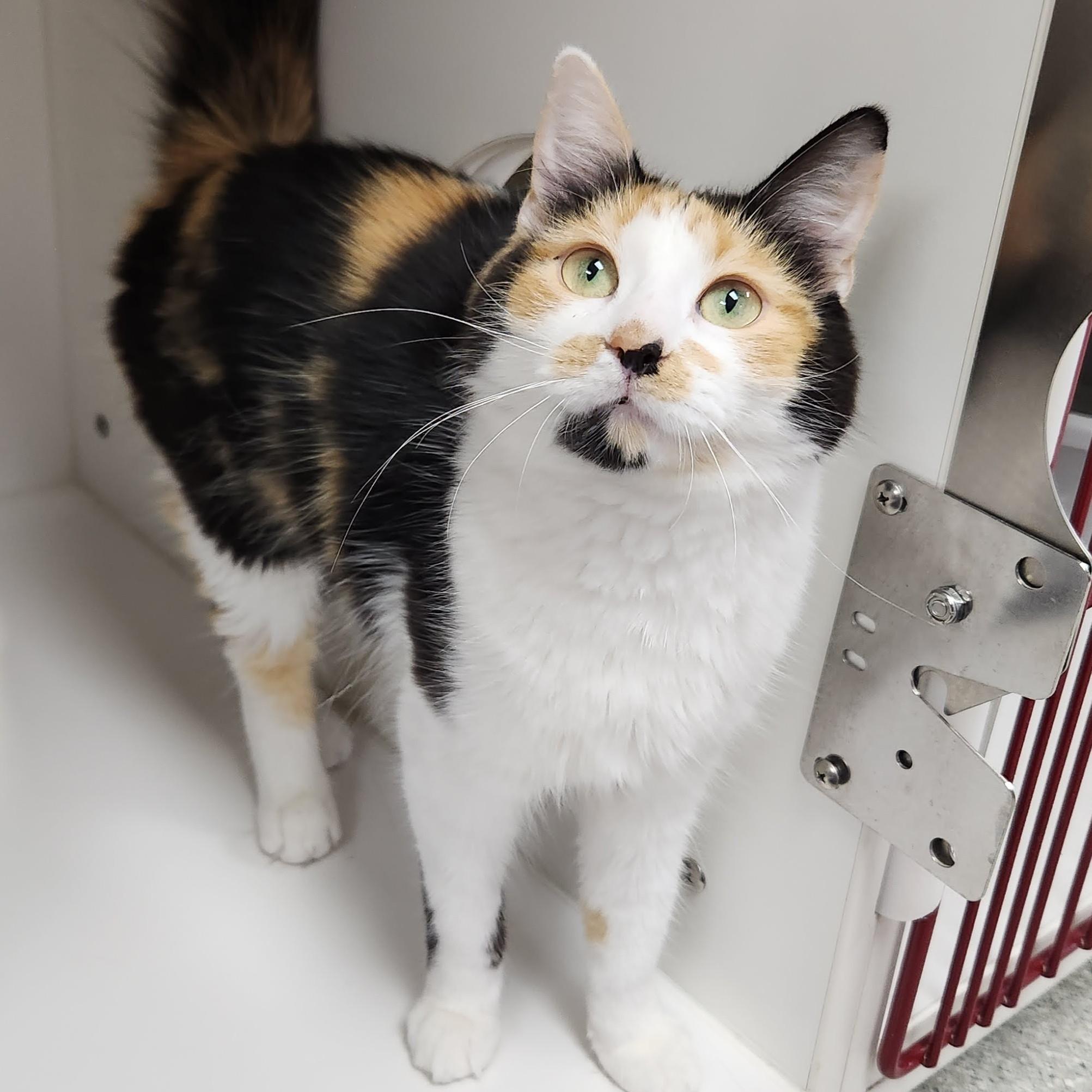 Enlarge Lita, a ADOPTABLE Calico in Marshfield, WI image 4/6