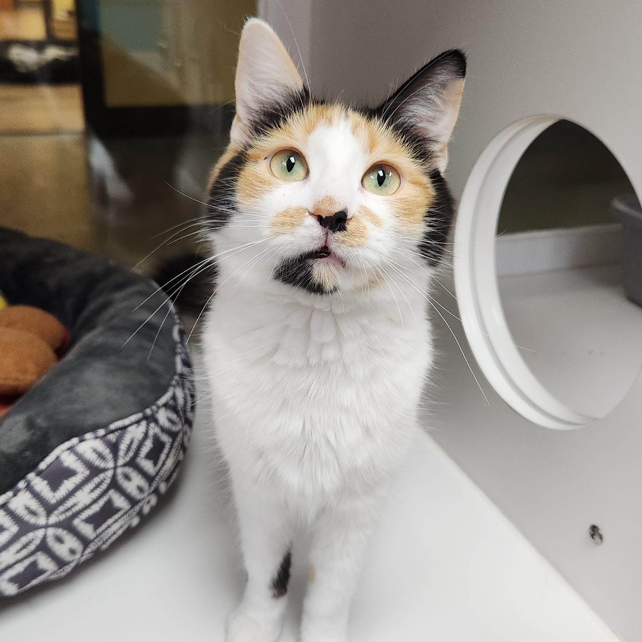 Enlarge Lita, a ADOPTABLE Calico in Marshfield, WI image 3/6