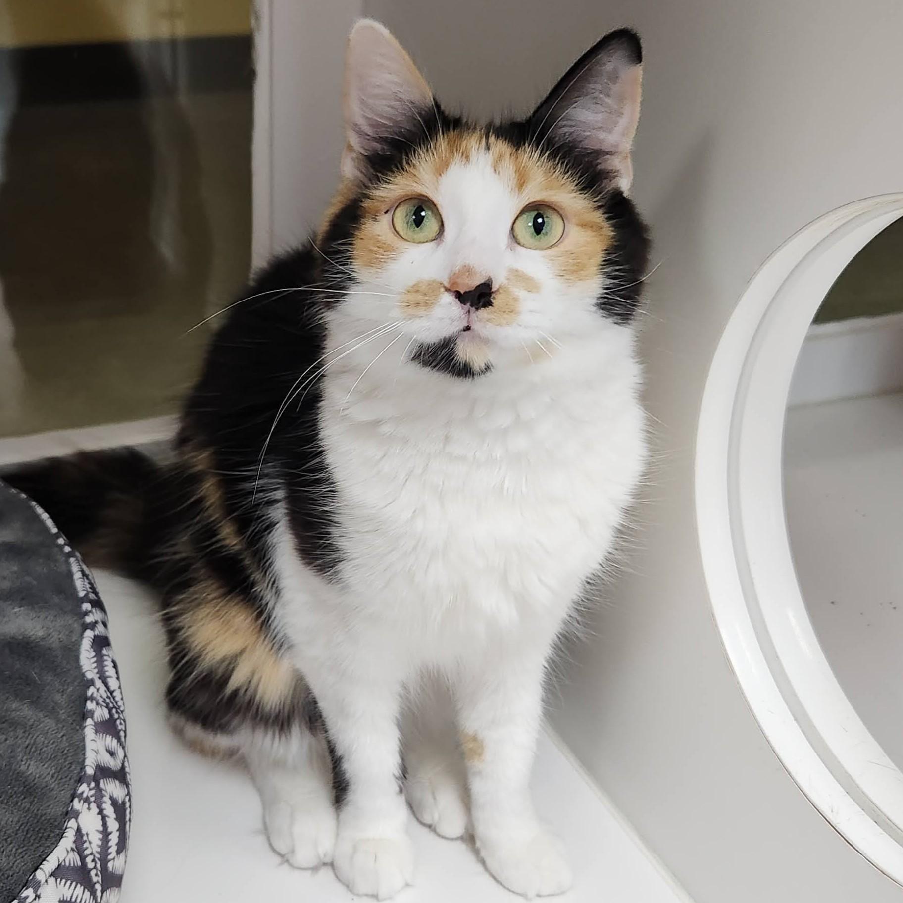 Enlarge Lita, a ADOPTABLE Calico in Marshfield, WI image 5/6