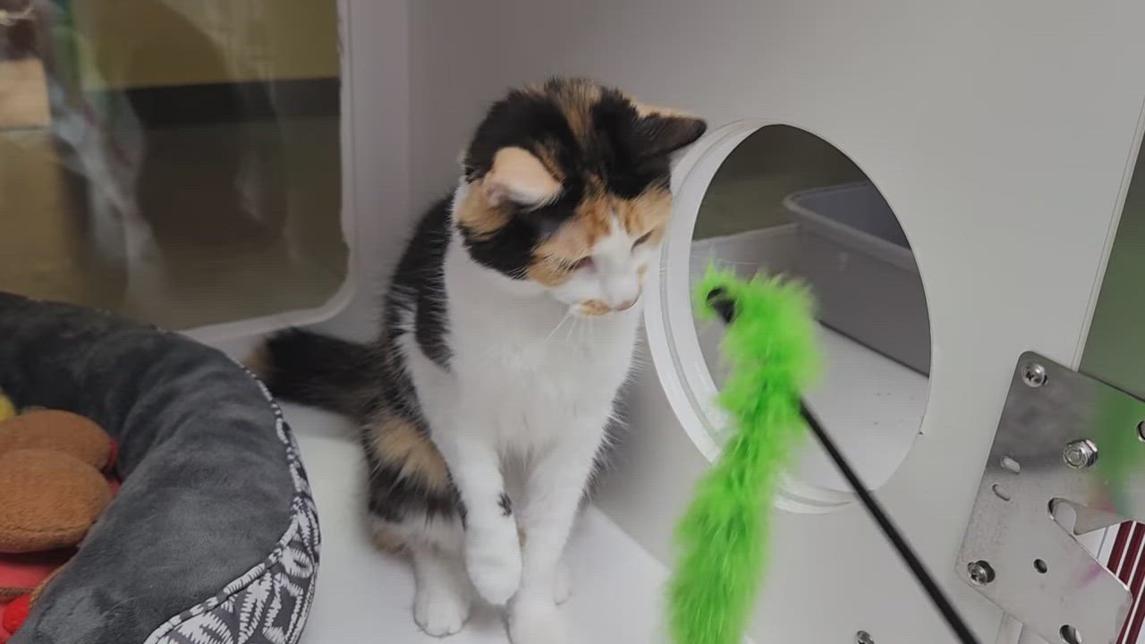 Enlarge Lita, a ADOPTABLE Calico in Marshfield, WI video 6/6