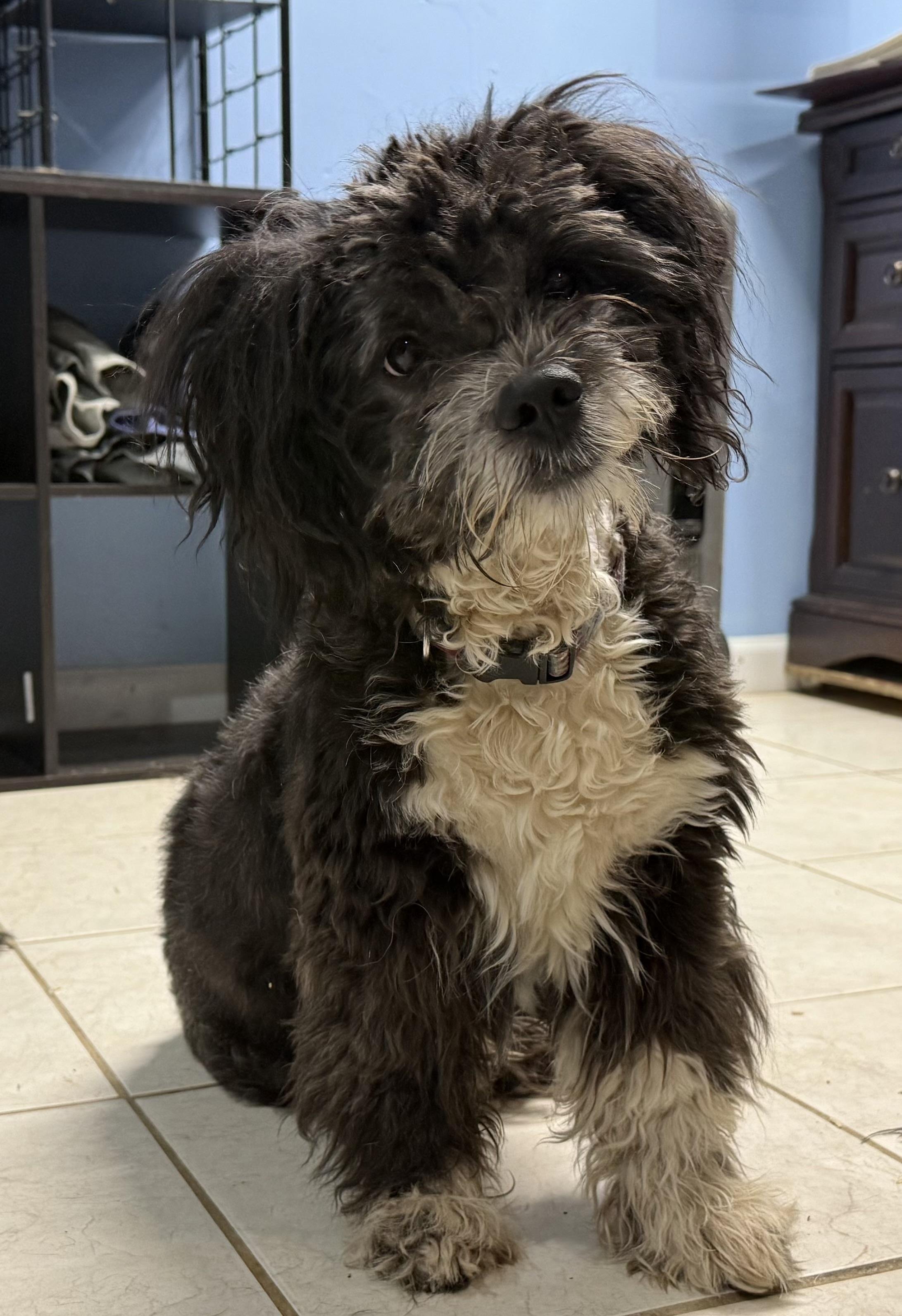 Enlarge UNO, a Adopted mixed breed in Maine, NY image 1/3