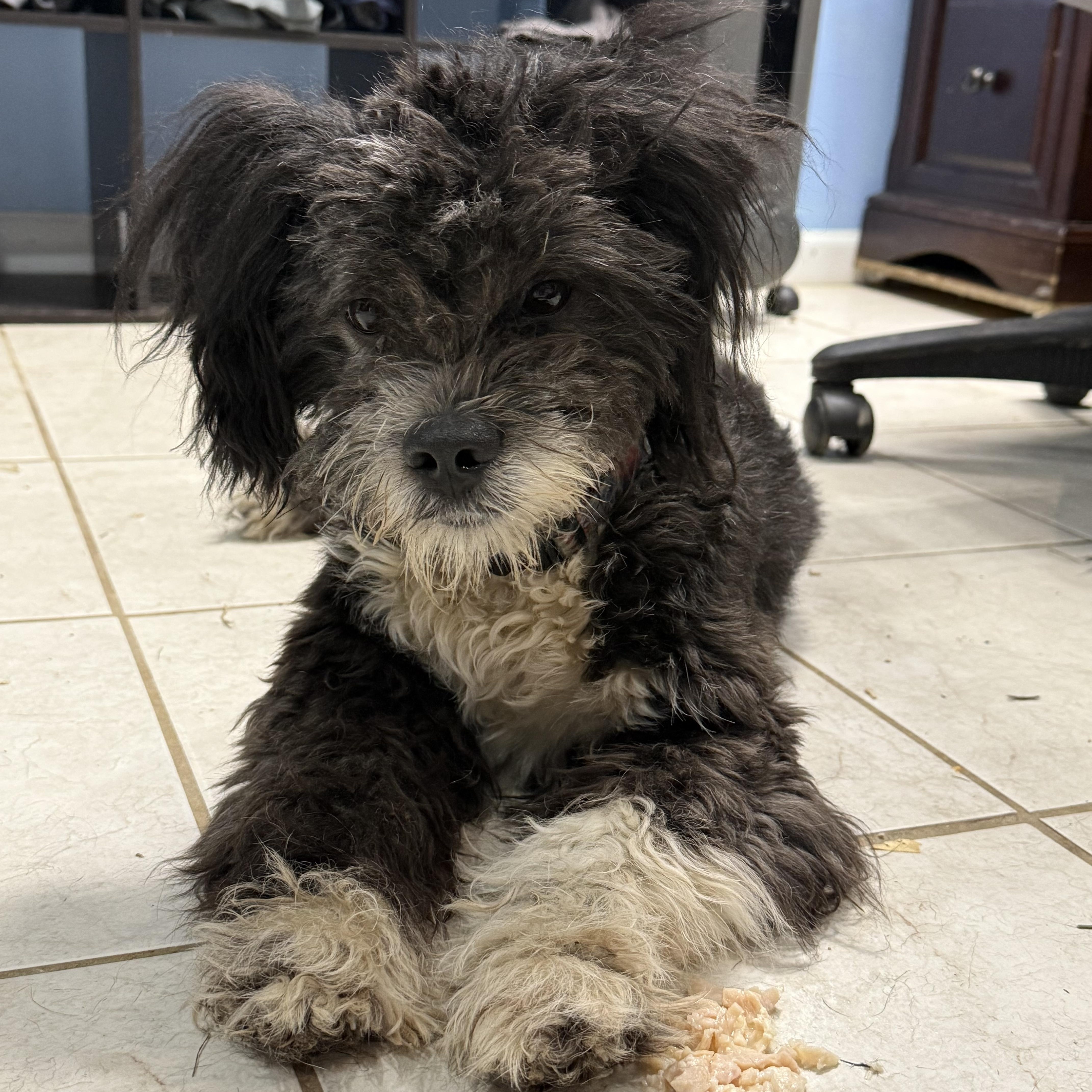 Enlarge UNO, a Adopted mixed breed in Maine, NY image 2/3