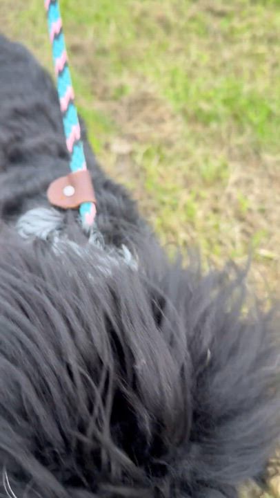 Enlarge UNO, a Adopted mixed breed in Maine, NY video 3/3