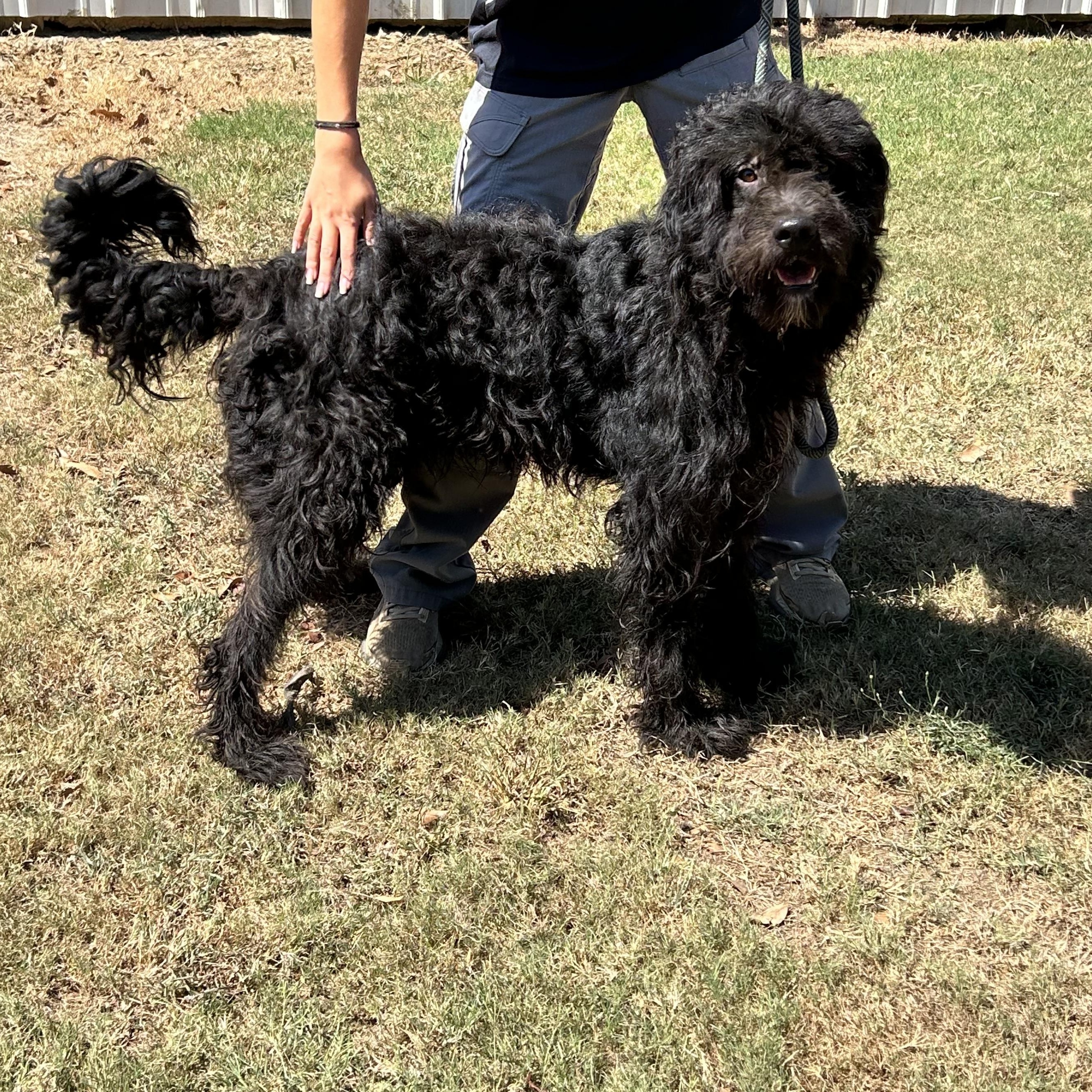 Enlarge Sire - 4 years old, a Adoptable Labradoodle in Muldrow, OK image 2/3